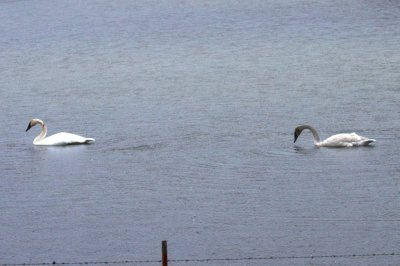 Trumpeter Swans  Boxley Mill Pond