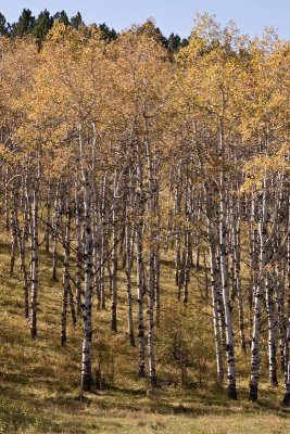 Spearfish Canyon 130.jpg