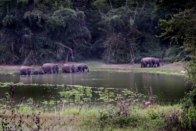 A scene from Nagarhole