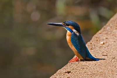 Common-Kingfisher.jpg