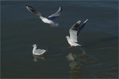 g6/46/537846/3/71254035.bQxF1cuL.jpg