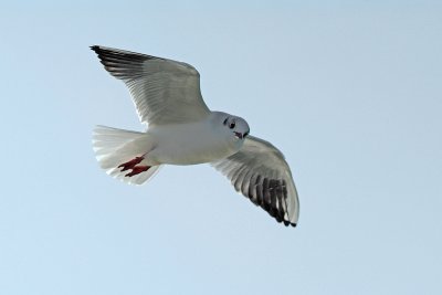 g6/46/537846/3/72503382.DNEcDIPB.jpg