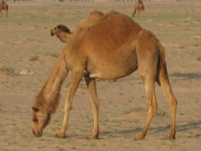 Another camel