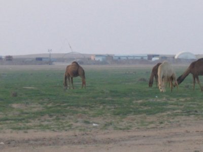 Grazing camel near our camp
