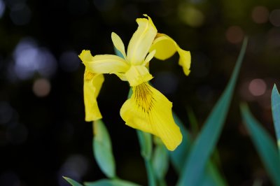 IMG_1833.jpg