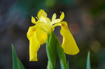 leica_macro_elmarit_r_60mm