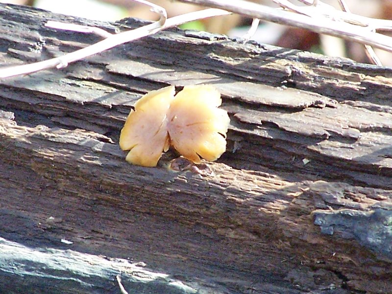 found on a log