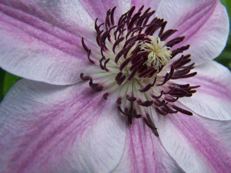 clematis