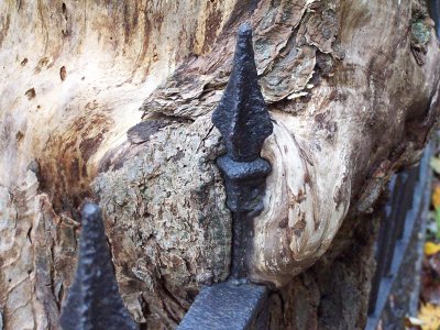 fence spire enclosed in a tree trunk