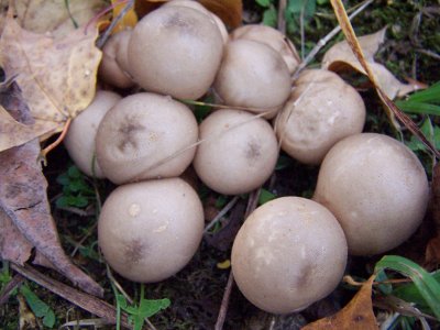 these found at holden arboretum