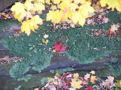 found at the top of brandywine falls