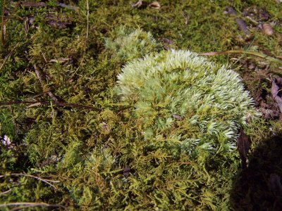 forest floor moss