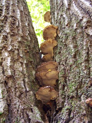 sheltered between two tree trunks