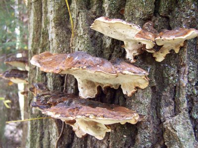 large in size and a large group of lichen