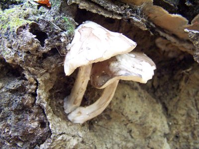 toadstools on a dead tree