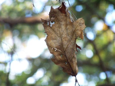 dead leaf in a spider web