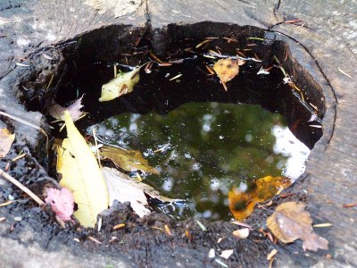 water in a tree stump