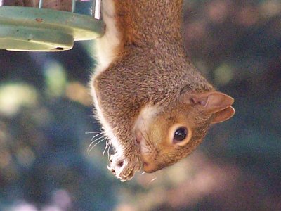 upside down squirrel