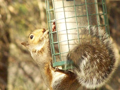 squirrel proof feeder