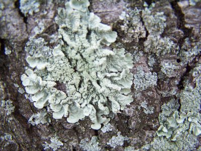 hardy lichen