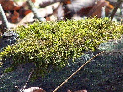 a mossy patch