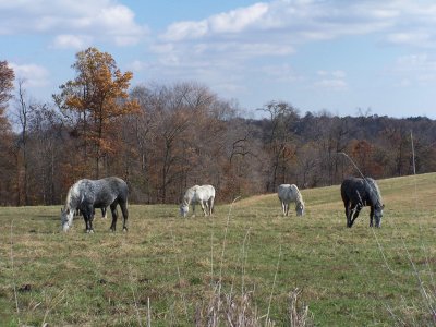 work horses out to pasture