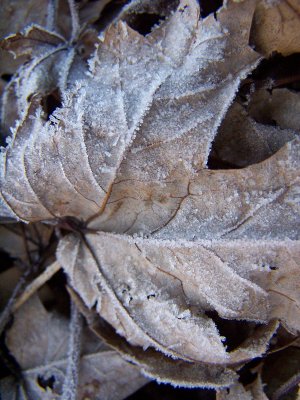 frosty maple leaves