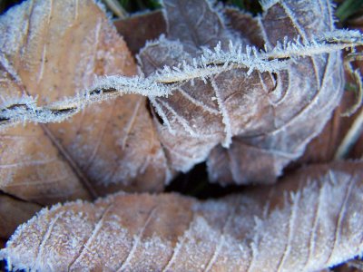 frosty leaves and vines
