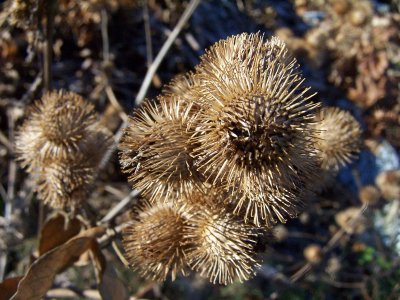 a prickly nuisance