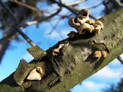 tree fungi