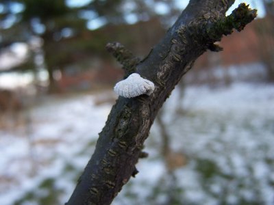 frosty fungi on a young fruit tree