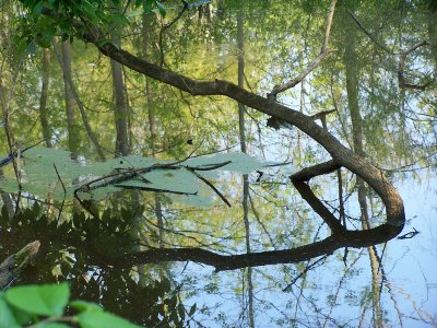 water fowl