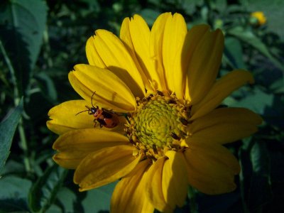 flower & unknown bug