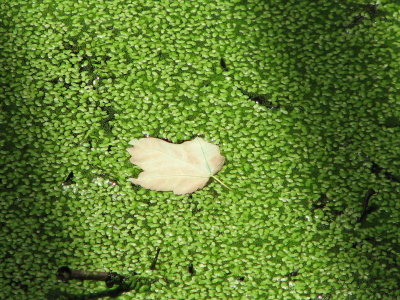 one leaf