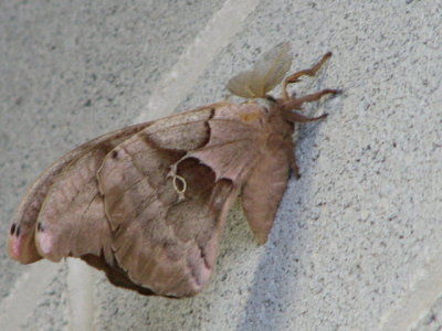 moth