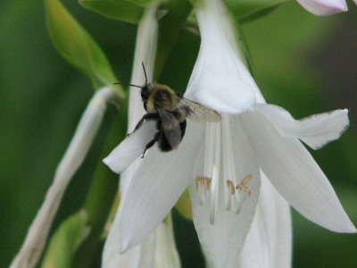 hosta - to bee or not to bee