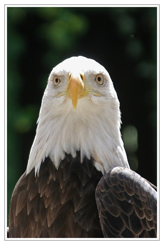 bald eagle