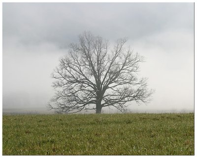 tree in fog in the smokeys