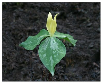 yellow trillium