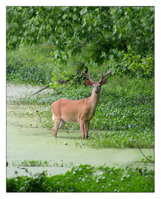 deer in lake at radnor lake