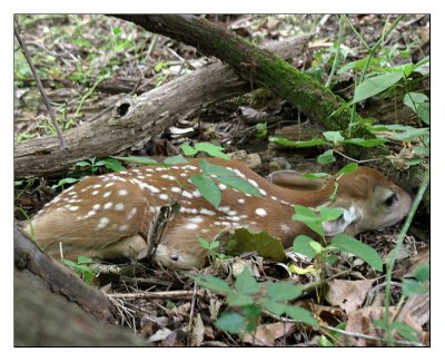 fawn at radnor lake