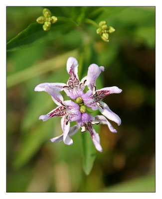 american water willow