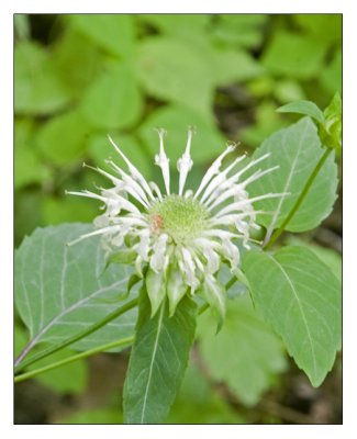 bee balm