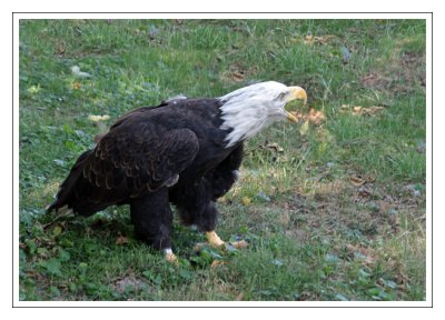 screaming eagle