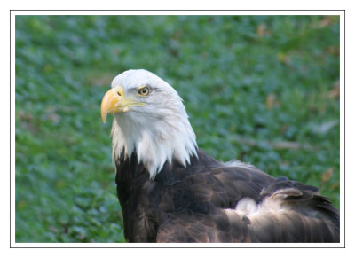 bald eagle