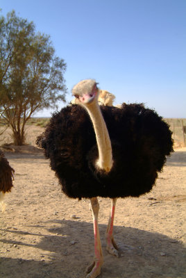 Ostriches at Shomari Reserve.jpg