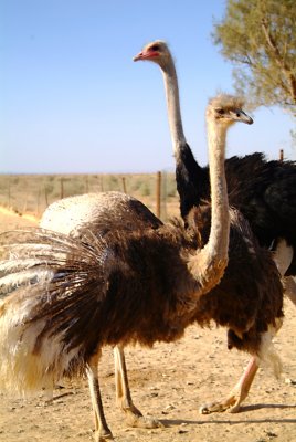 Ostriches at Shomari Reserve 1.JPG
