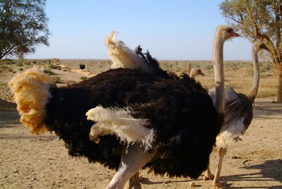 Ostriches at Shomari Reserve 2.JPG