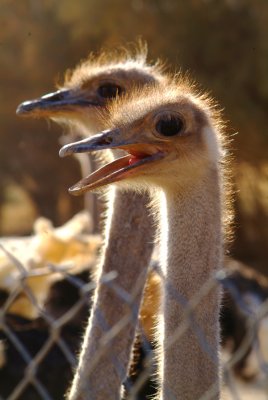 Ostriches at Shomari Reserve 3.JPG