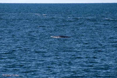 Port au Choix, Baleine au large pict3895.jpg